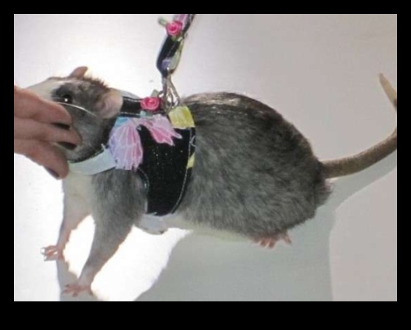 Rodent Runway: Küçük Evcil Hayvanlar İçin Yüksek Moda Aksesuarları