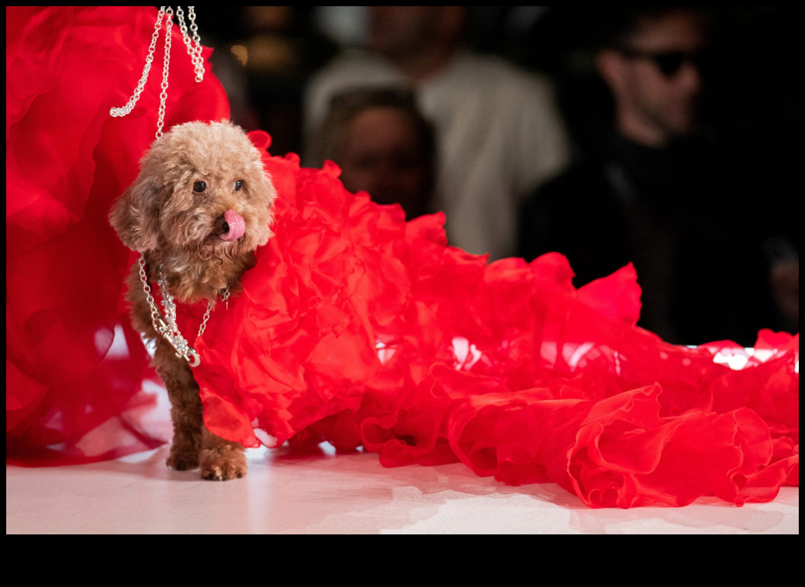 Rodent Runway: Küçük Evcil Hayvanlar İçin Yüksek Moda Aksesuarları