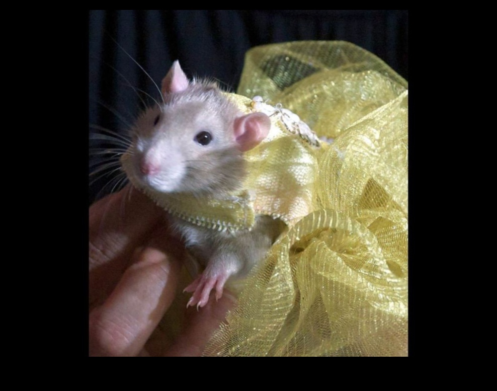 Rodent Runway: Küçük Evcil Hayvanlar İçin Yüksek Moda Aksesuarları