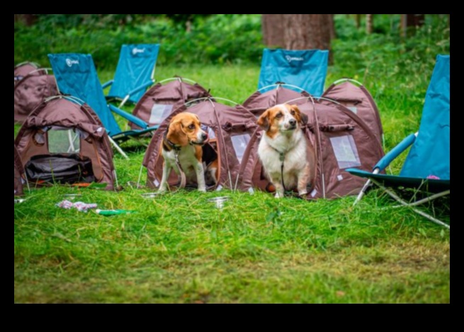 Köpek Kampı Devam Ediyor: Açık Hava Keşfinin Genişletilmesi