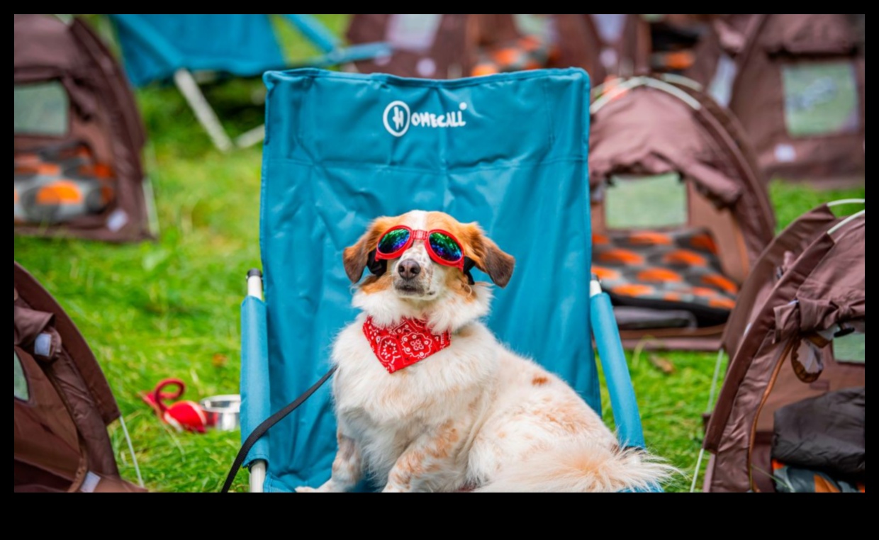 Köpek Kampı Devam Ediyor: Açık Hava Keşfinin Genişletilmesi