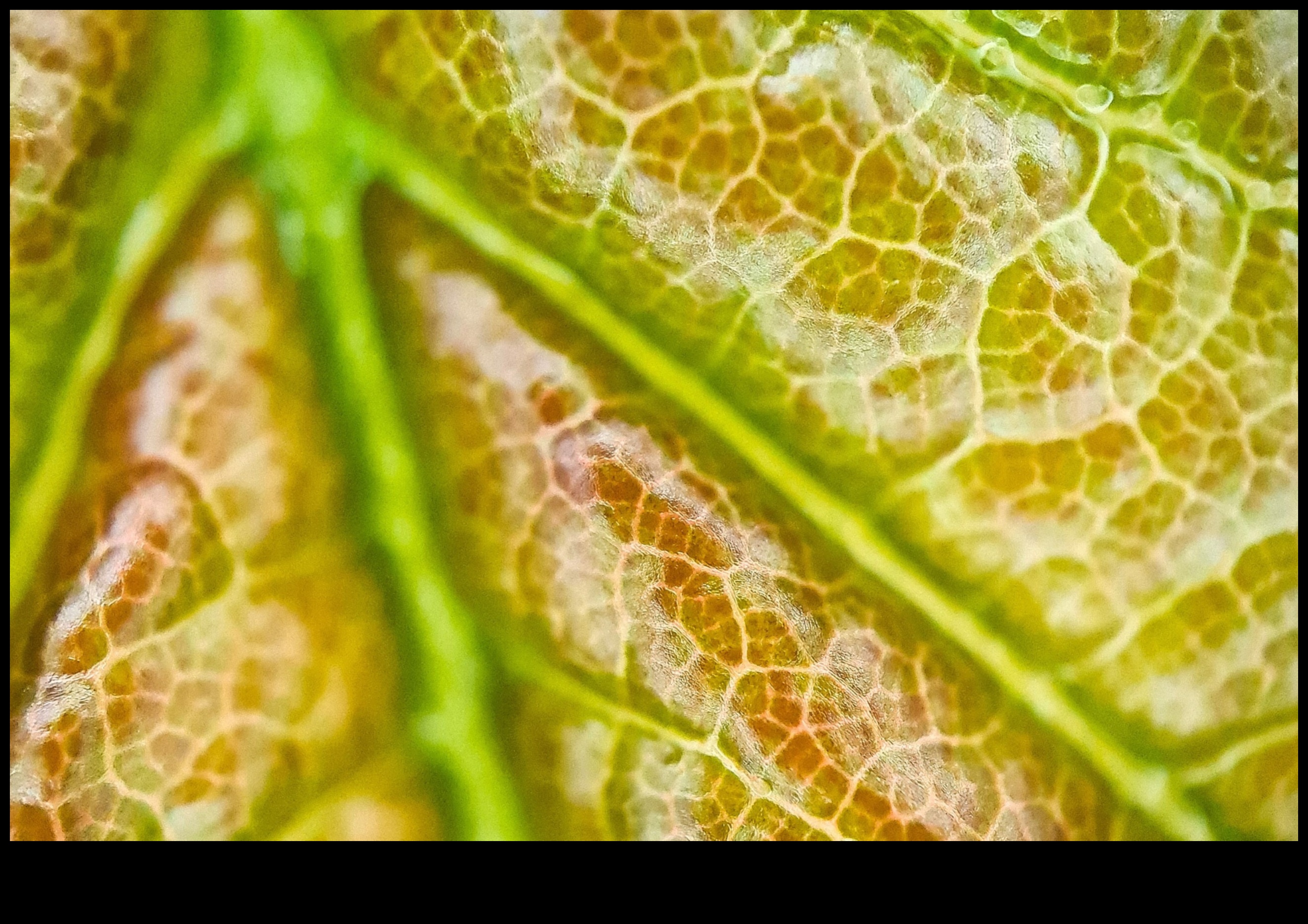 Makro Harikaları: Fotoğrafçılığın Küçük Dünyalarını Keşfetmek