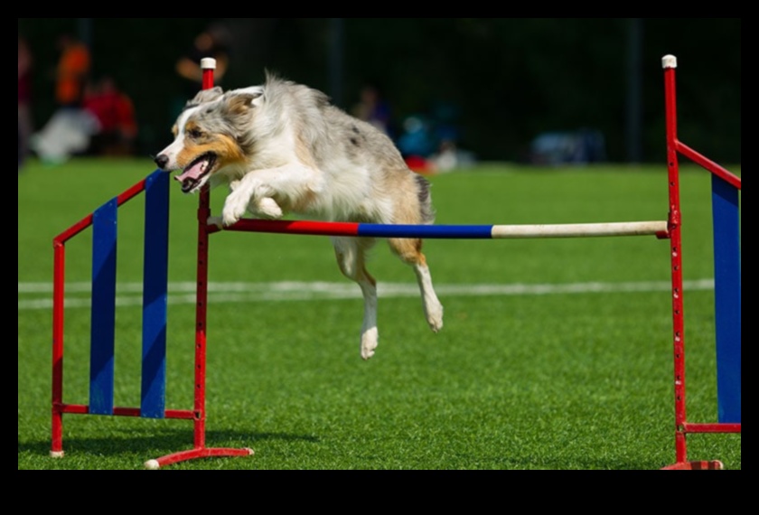 Köpek Yarışmaları: Eğlenceli Köpek Yarışmalarına Katılım