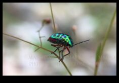 Makro Harikaları Fotoğrafçılığın Küçük Dünyalarına Bir Yolculuk