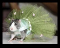 Rodent Runway Küçük Evcil Hayvanlarınız İçin Moda Öncü Bir Görünüm