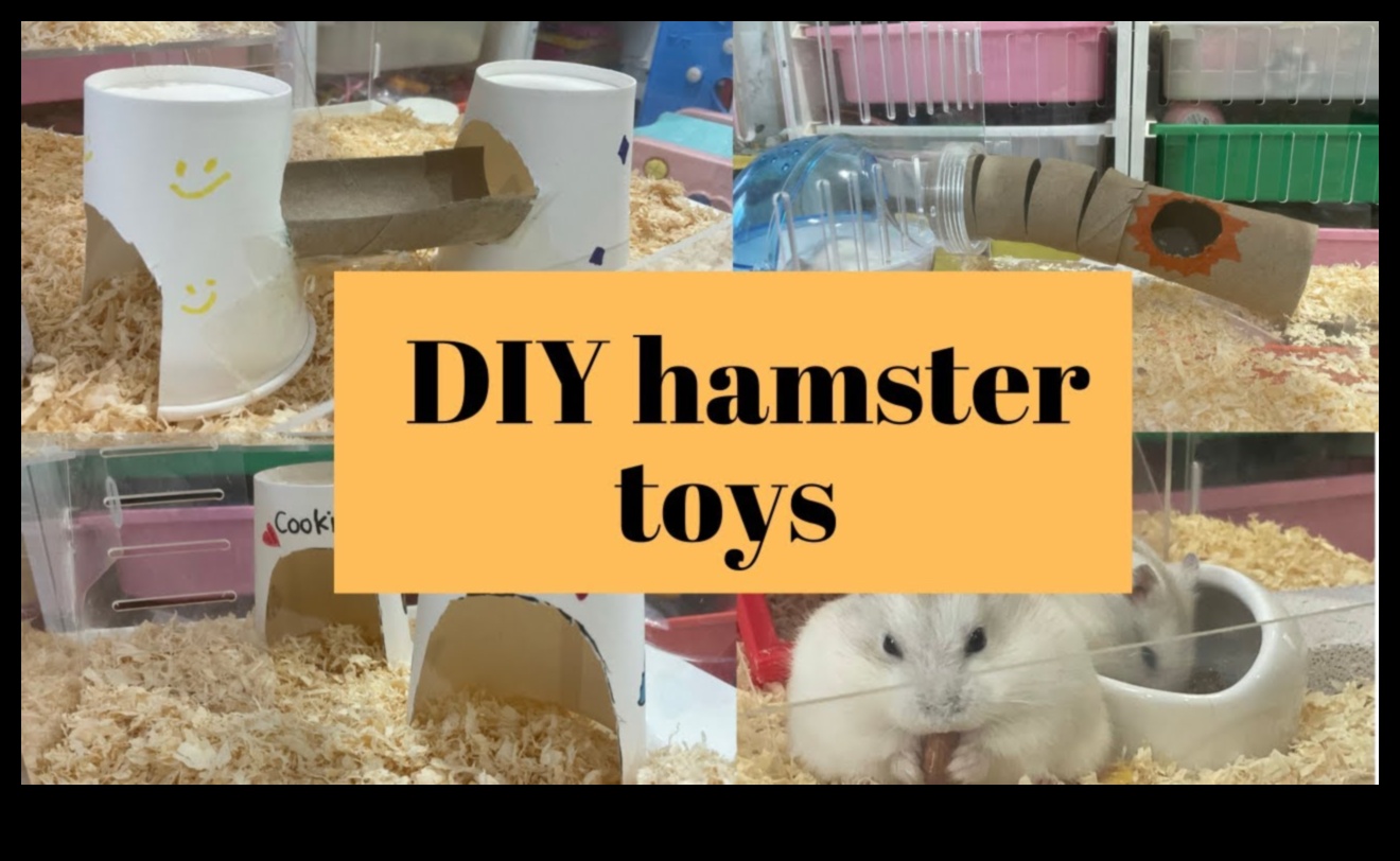 Hamster Diy oyuncakları devam etti: Çevre dostu ve geri dönüştürülebilir fikirler