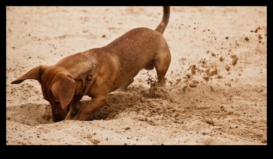 Köpek Kazma Günü: Köpek eğlencesi için bir kazma çukuru yaratmak