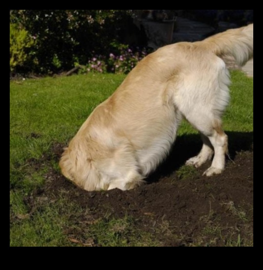 Köpek Kazma Günü: Köpek eğlencesi için bir kazma çukuru yaratmak