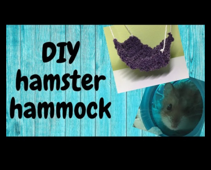 Hamster Diy oyuncakları devam etti: Çevre dostu ve etkileşimli fikirler